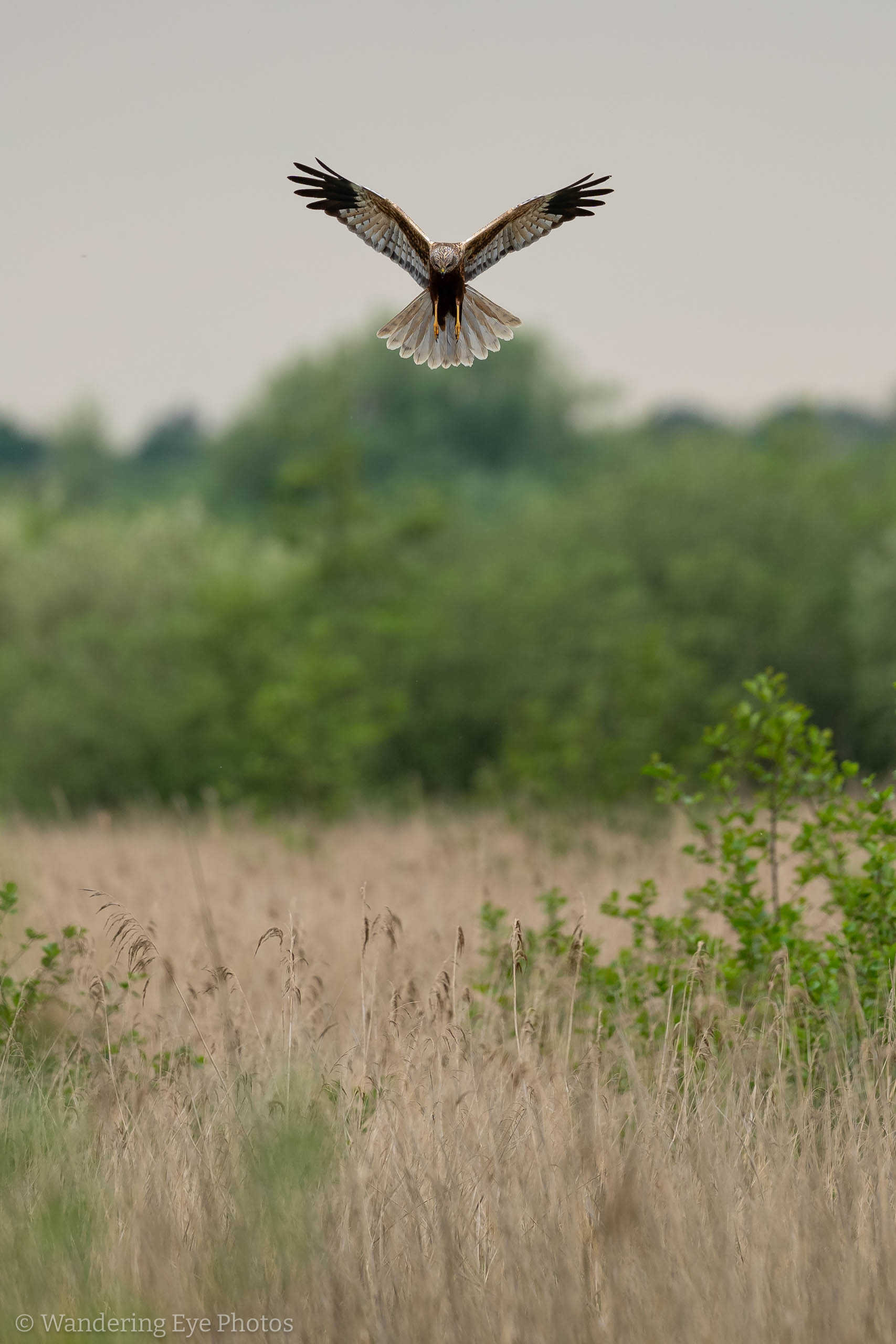 05.17 14.51.27 DSC00571